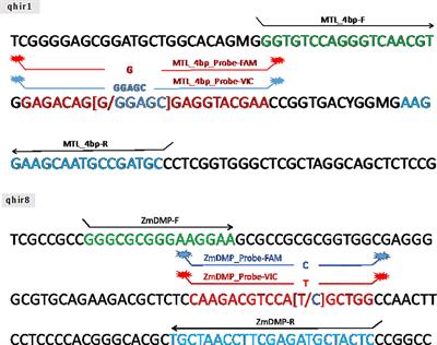 Accelerating haploid induction rate and haploid validation through marker-assisted selection for qhir1 and qhir8 in maize